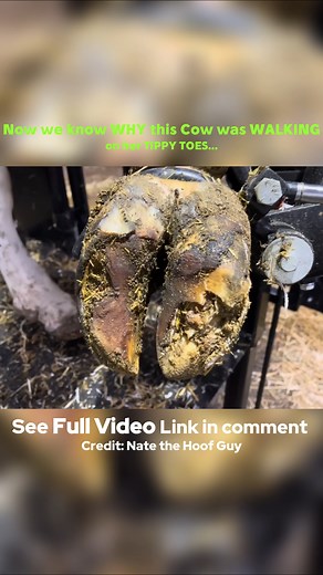 WHY this Cow was WALKING on her TIPPY TOES?.... Full video (Link in comment 👇) . . #horseandbaby #cutebaby #babyvideos #babyvideo #humanhorseconnection #babiesofisntagram #horselover #horselovers #horseobsessed #hearthorse #happyhorse #funnyhorse #cutehorse #horsevideos #horsevideo #therapyhorse #horsetherapy #equinetherapy #equestrian #equestrianlife #horsesofinstagram #horsegirl #horsegirllife #horsemanship #horsetraining | The Hoof FC