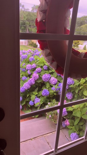 #hydrangeas love it. Things that make me happy.