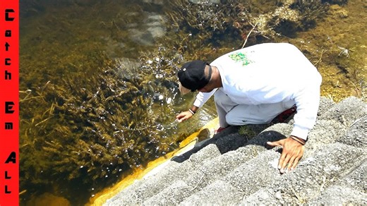 How to Catch Snakehead Fish (And What NOT to Do!)