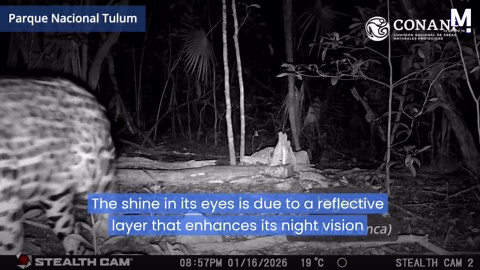 The shining eyes of a jaguar captured in the Tulum jungle