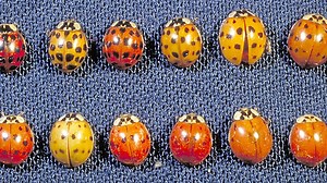Multicolored ladybugs are out in full force