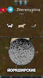 Фауна Римворлда Всеядные часть 2| Rimworld Lore