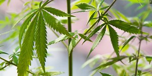 Testing for cannabis influence while driving, local expert weighs in