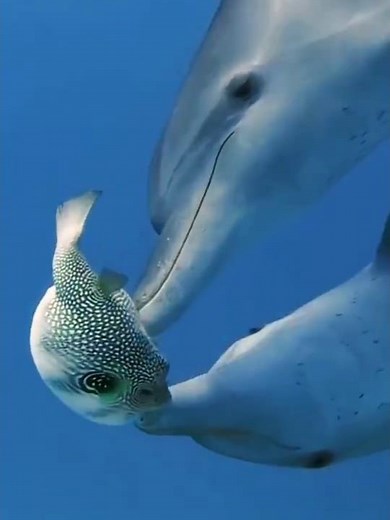 Dolphins Get High on Pufferfish Toxins 🐬😲