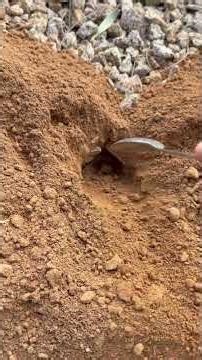 Pocket Gopher Removal Scottsdale AZ