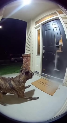 Dog defecates on homeowner at night #memes #ai #sora #viral #viralreels #reelsviralシfb #reels #SquirrelsInSuits #DoorbellCam #FunnyAnimals #AcornWars #ViralVideo #AnimalHumor #BusinessSquirrels #ai #sora #america #usa #usashorts #unitedstates #unity #adsense #admob #adstera #adx #aivideo #aiart | Yasser Yasserr