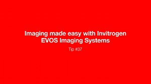 Imaging Made Easy - EVOS Tip #37 - Scientific Videos | Thermo Fisher Scientific US