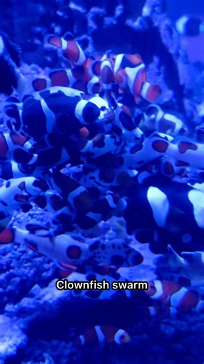 NOT AI! Clownfish Cuddle Party #aquariumhobby #fishkeepinghobby #aquariumkeeping