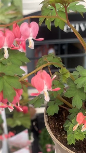 Did you know what happens if you turn a bleeding heart flower upside down….?? 🛀 | Mr Plant Geek - Michael Perry