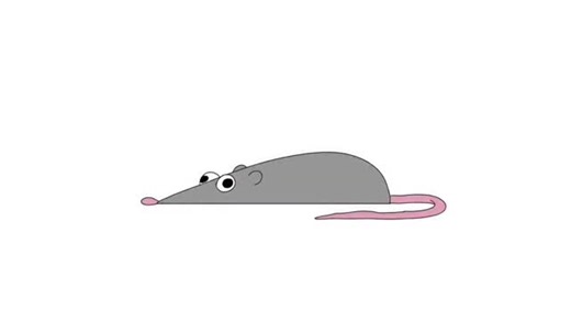 dailyspinningmouse on Instagram: "#animals #funny #mouse #memes #hilarious #rat"