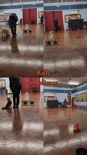 Rally Obedience is a fun dog sport. The team negotiate a series of tasks signs. Aimed at pet dogs to enjoy and learn obedience skills but not as strict as traditional Obedience and useful to integrate into everyday life ! Message me to register your interest in the next classes 👍 #stalbans #dogtraining #dogtrainer #puppytrainer #fyp #stalbanspuppytraining #stalbansdogtrainer #rally #rallyobedience | Training Tails