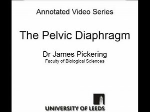 Pelvic Diaphragm • Video • MEDtube.net