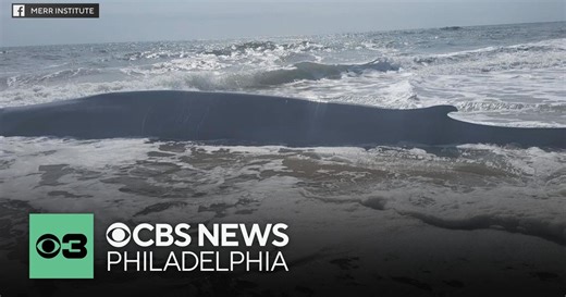 50-foot fin whale washes up along beach in Delaware