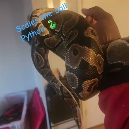 My Ball Python