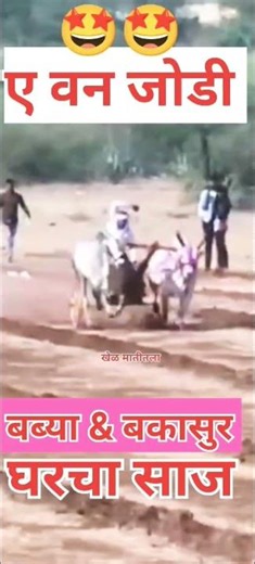 बब्या & बकासुर || घरचा साज || ए वन जोडी || बैलगाडी शर्यत ||