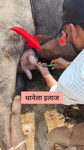 Thanela treatment mastitis #nursing #doctor #pharmacy #veterinary