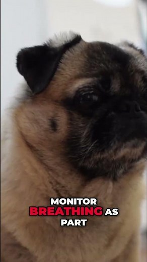 Pug Care Tips Every Owner Should Know