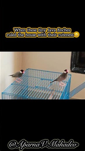 Back when these little Java finches made our house feel more alive ✨| #birds #birdlife #birdlovers