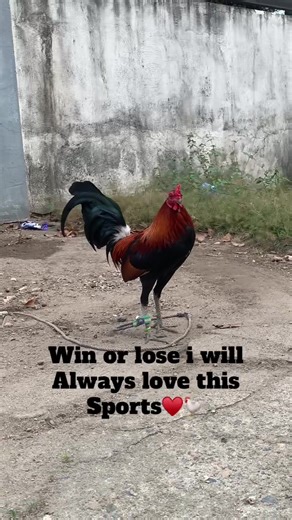 Bantam Gamefowl: A Love for the Sport