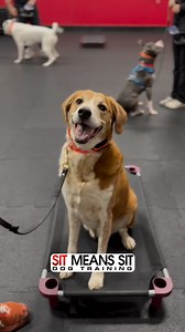 206 reactions · 42 shares | At 7 years old, Benny the Lab mix wants to live his best life with his owners, but first he needs to work through his reactivity around other dogs! Although he isn’t aggressive, his huffing, puffing, and pulling on the leash makes it dangerous for his owners to walk him at normal hours. He’s been working on his skills in the Real World Board & Train program. Check out his progress!  | Sit Means Sit Dog Training - Portland | Facebook