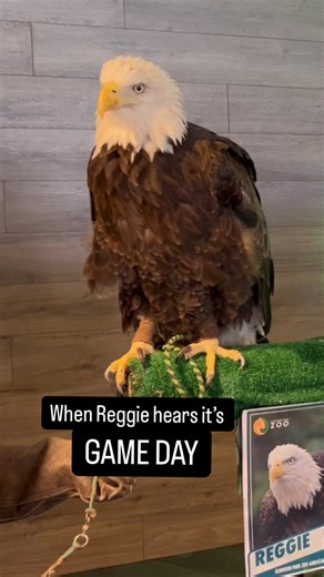 18K views · 297 reactions | Sundays are for the BIRDS 礪 Don't forget to stop by Pepsi Plaza to say hello to one of the Philadelphia Eagles live mascots, Reggie, before today's game! | Elmwood Park Zoo | Facebook