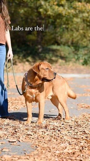 2.9K views | An English Lab is worth 5 of any other kind of dog. They are the perfect mixture of playful, lazy, smart, submissive, and loving. Speak up if you’ve had a lab that was not the perfect dog! 凉❤️ #redlab #redlabrador #redlabradorlove #englishlabrador #englishredlab | The Happiest Labrador | Facebook