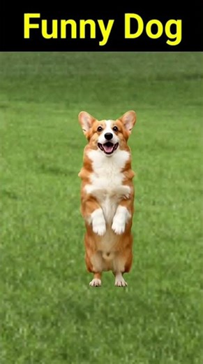 Funny Dog Jumps Like a Human 😂 | Laughing & Barking Dog Short Video