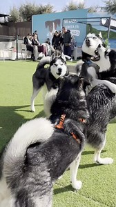 Dos huskies se pelean y Max pone orden 🤣