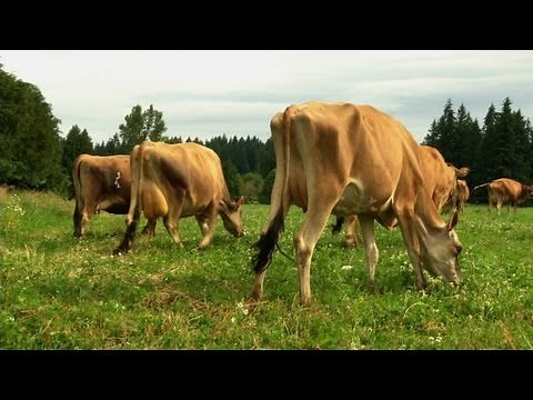 Jersey Cows: A Dairy Farmer's Commitment to Tradition and Quality