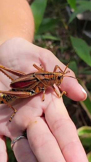 1.1K views · 30 reactions | The Eastern Lubber grashopper is one of a...