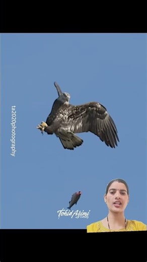 Fish dropped mid-air… another predator snatches it instantly! 🦅🔥।