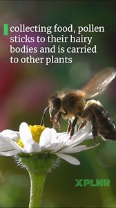 Why do bees spread pollen?
