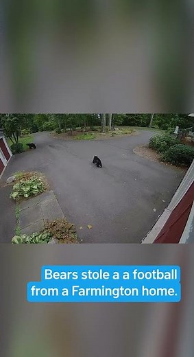 Bears in Farmington, Connecticut are getting in on football season