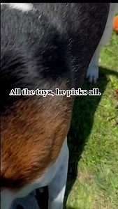 6.8K views · 408 reactions | A little Christmas treat for the shelter dogs ❤️ | Animal Aid | Facebook