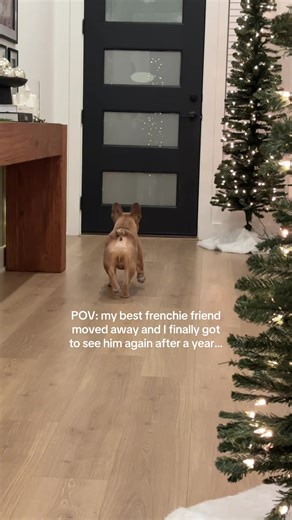 didn’t know where he went. I just knew I missed him #frenchbulldog #frenchiesoftiktok #dog