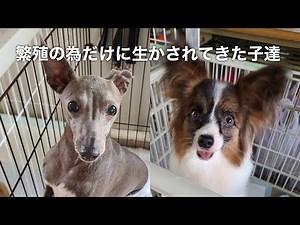 繁殖場脱出‼️