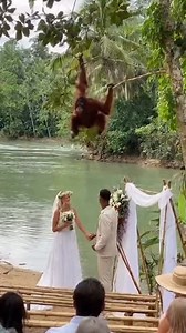 4.8M views · 13K reactions | Where is he going with the Wife 獵? #wedding #jungle | Status.ai | Facebook