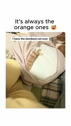 Of course it's an orange cat
