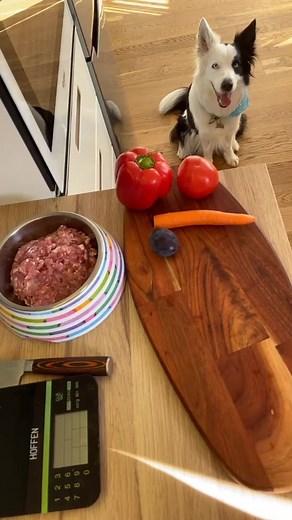 Love to eat healthy 😍🥩🍅🥦🐕 @klara.b.c #diet4pet #dogpowerfun #foryou #d4p #foryourpage #bordercollie #zwierzakicudaki #dogfood #fyp #viral