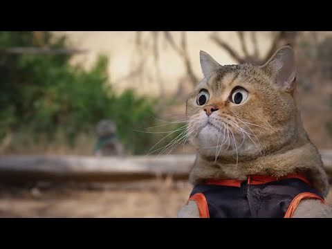Aarons Animals - The New Adventures of Michael the Cat