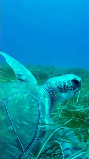 Giant Sea Turtle Ultra Close-Up! 🐢