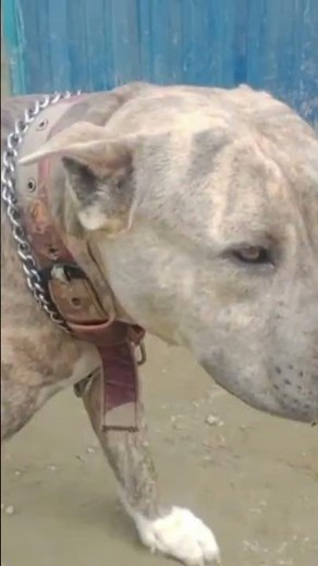 simba is back new short nyc deshi gow simba #viral 2025