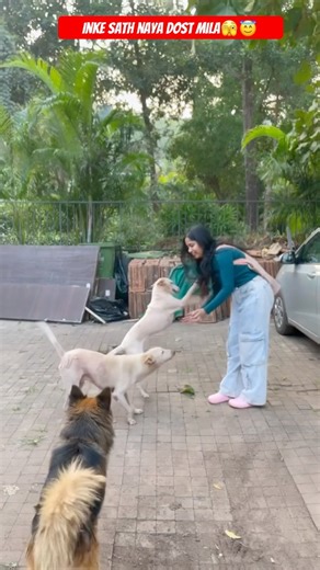 Inke Sath Naya Dost Mila🫣😇#streetdog #love #bond #shorts #viral #love