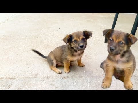 🌟 Small puppies but full of joy and love!