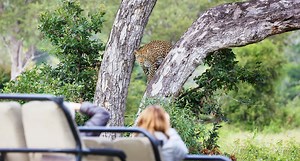 Photographic Safari on a Private Game Reserve | Londolozi Game Reserve