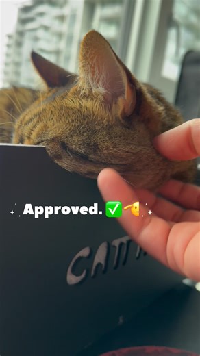 They tell me what to build... and I build it for him. #cattify
