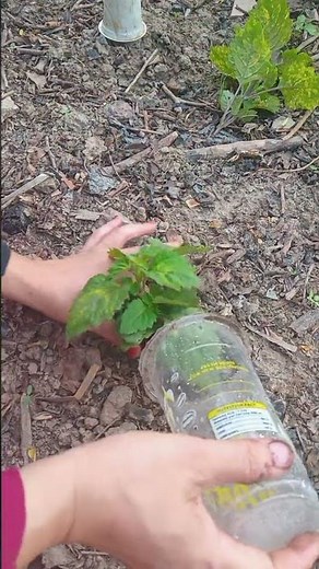 Easy way to plant patchouli!!