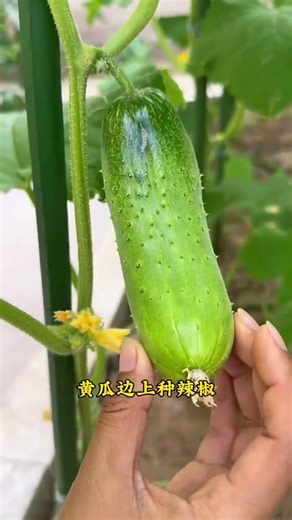 Maximize Your Small Veg Garden: Interplanting Tips