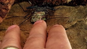 tailless whip scorpion has babies