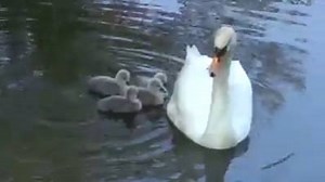 148K views · 1.7K reactions | swans baby that is so cute <3 like Fashion and Beauty | Nature and beauty | Facebook